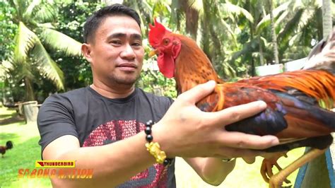 sabong nation|philippines sabong youtube latest.